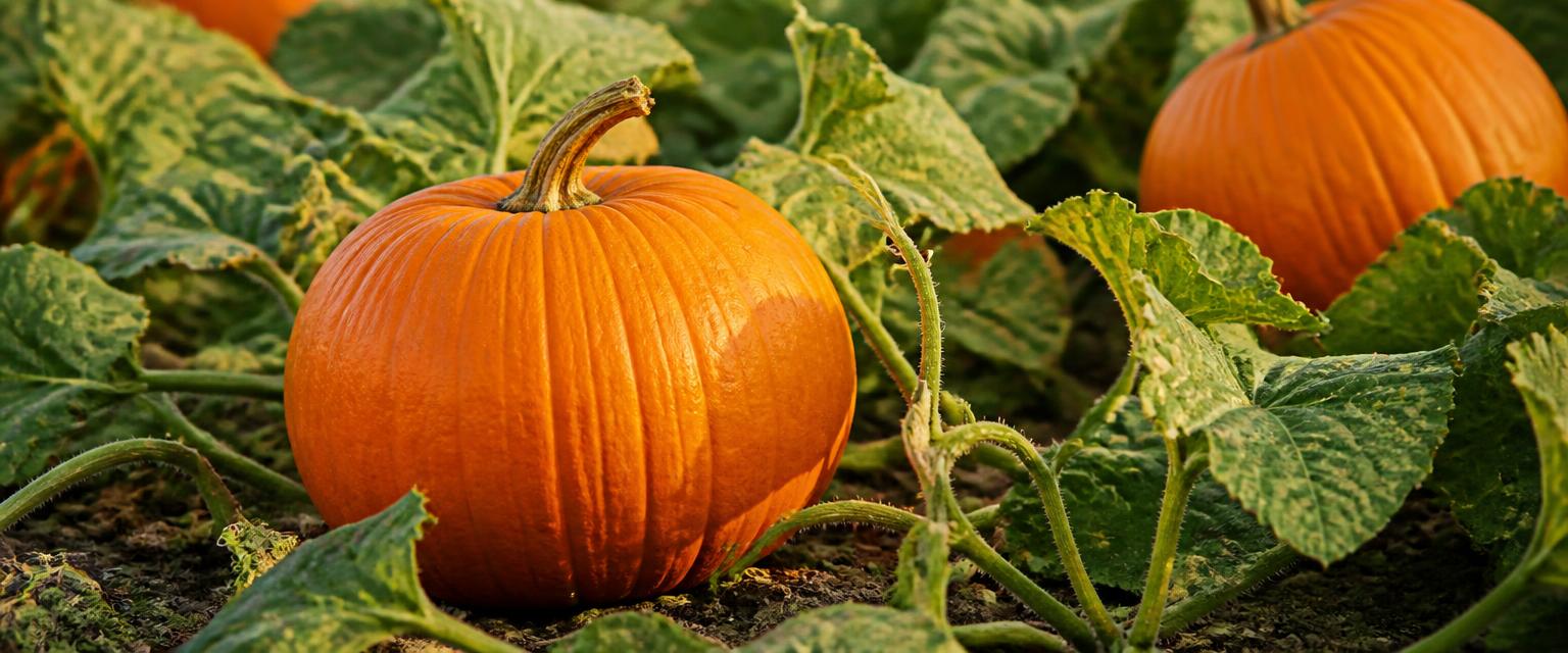 Ripe orange pumpkins in a harvest garden patch